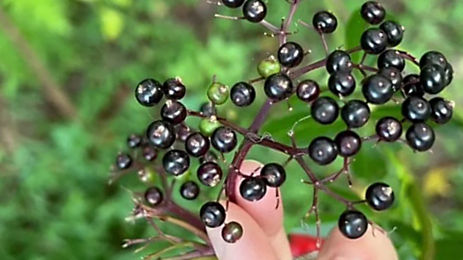 I Have Elderberries on my Elderberry Trees
