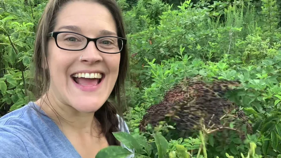 Hunting Elderberries Plus a Common Misidentified Look-Alike