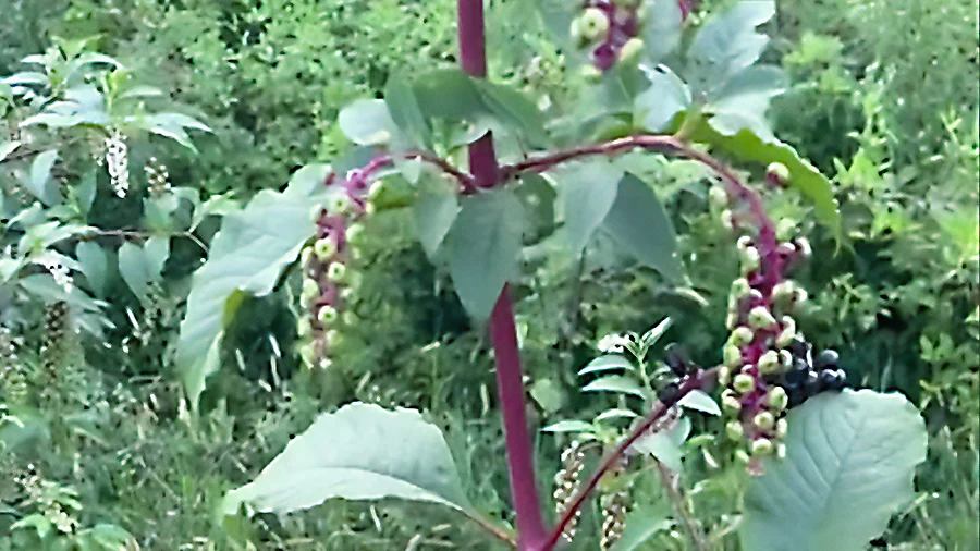 Foraging for Elderberries in my Old Spot