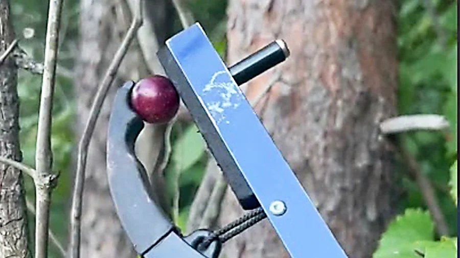 No Elderberries, But I Found Muscadine Grapes!