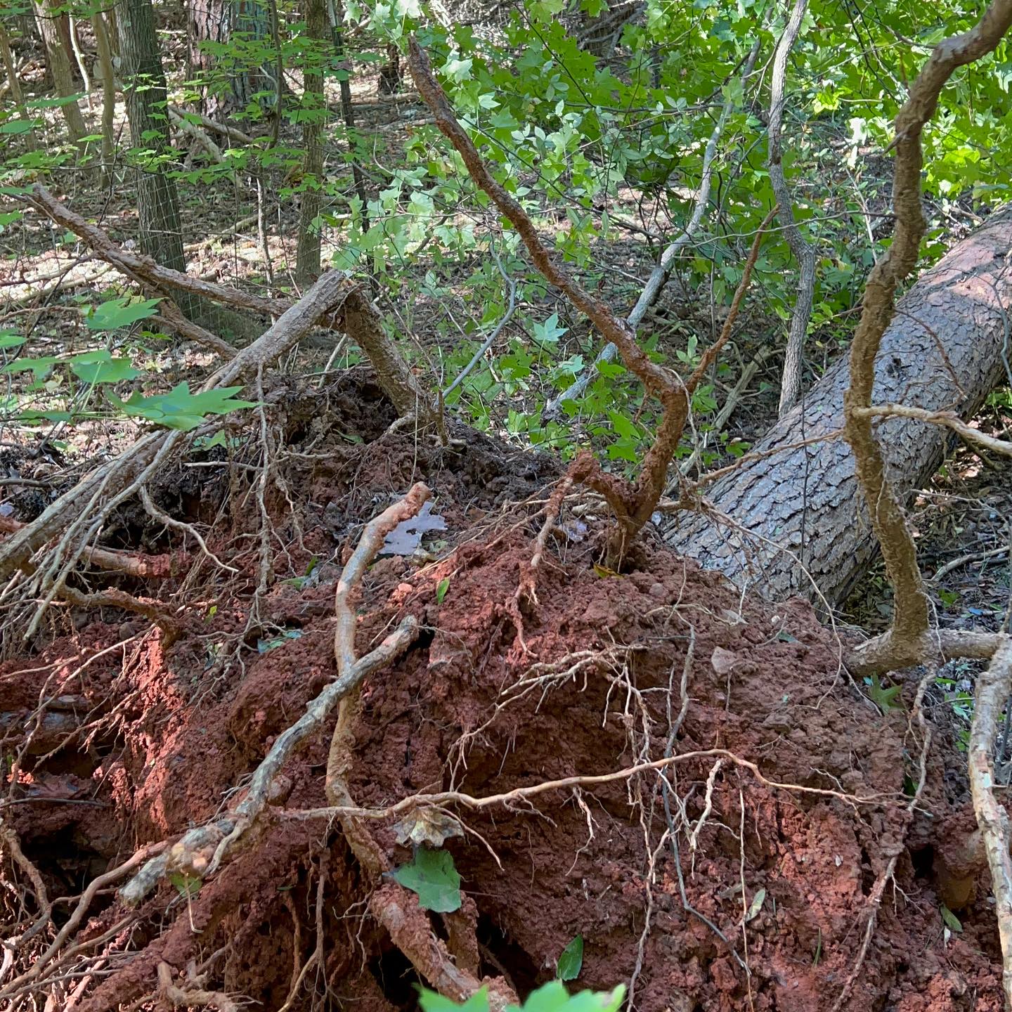 Better Footage of Hurricane Helene Damage