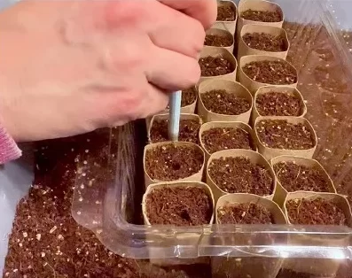 Seed starting with upcycled paper tubes