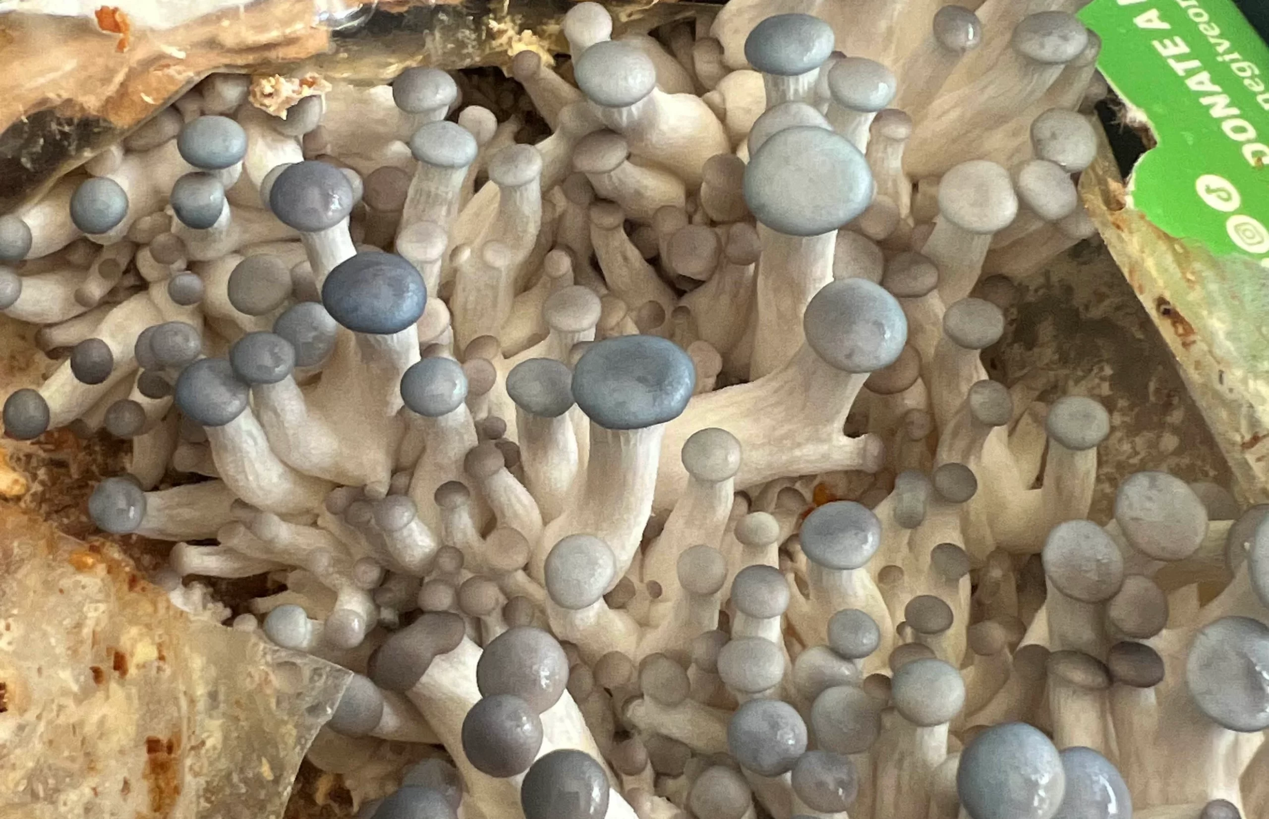 Grey Oyster Mushroom Are Pinning