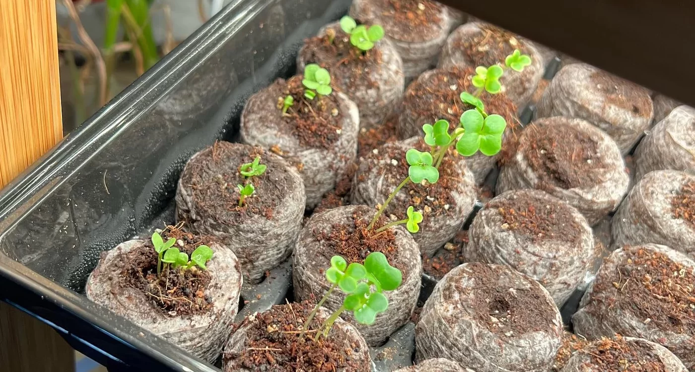 Here come the babies!!!