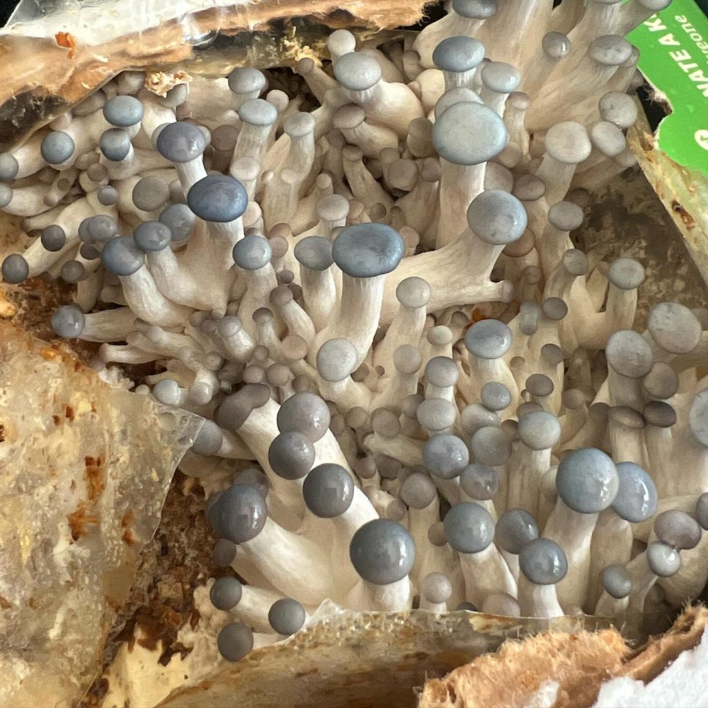 Mushroom block pinning and growing grey oyster mushrooms.