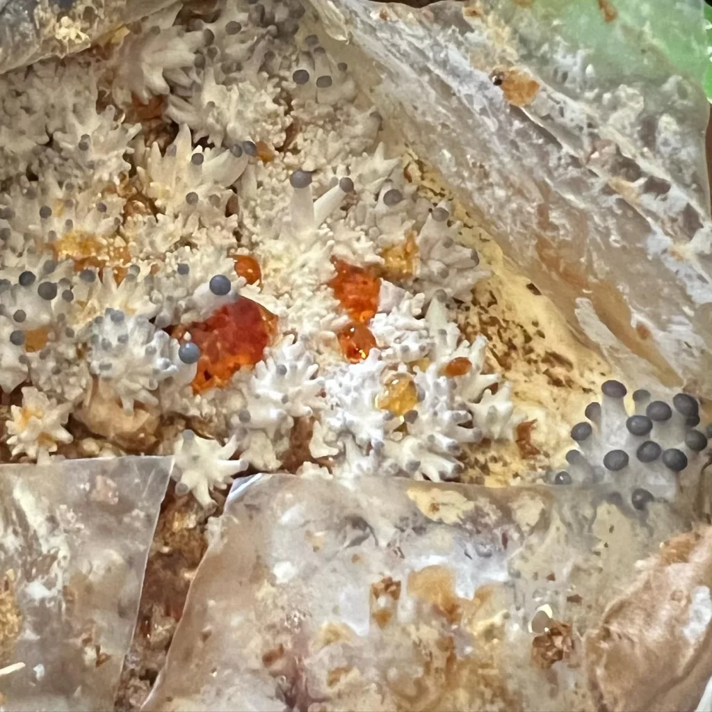 Mushroom block pinning and growing grey oyster mushrooms.