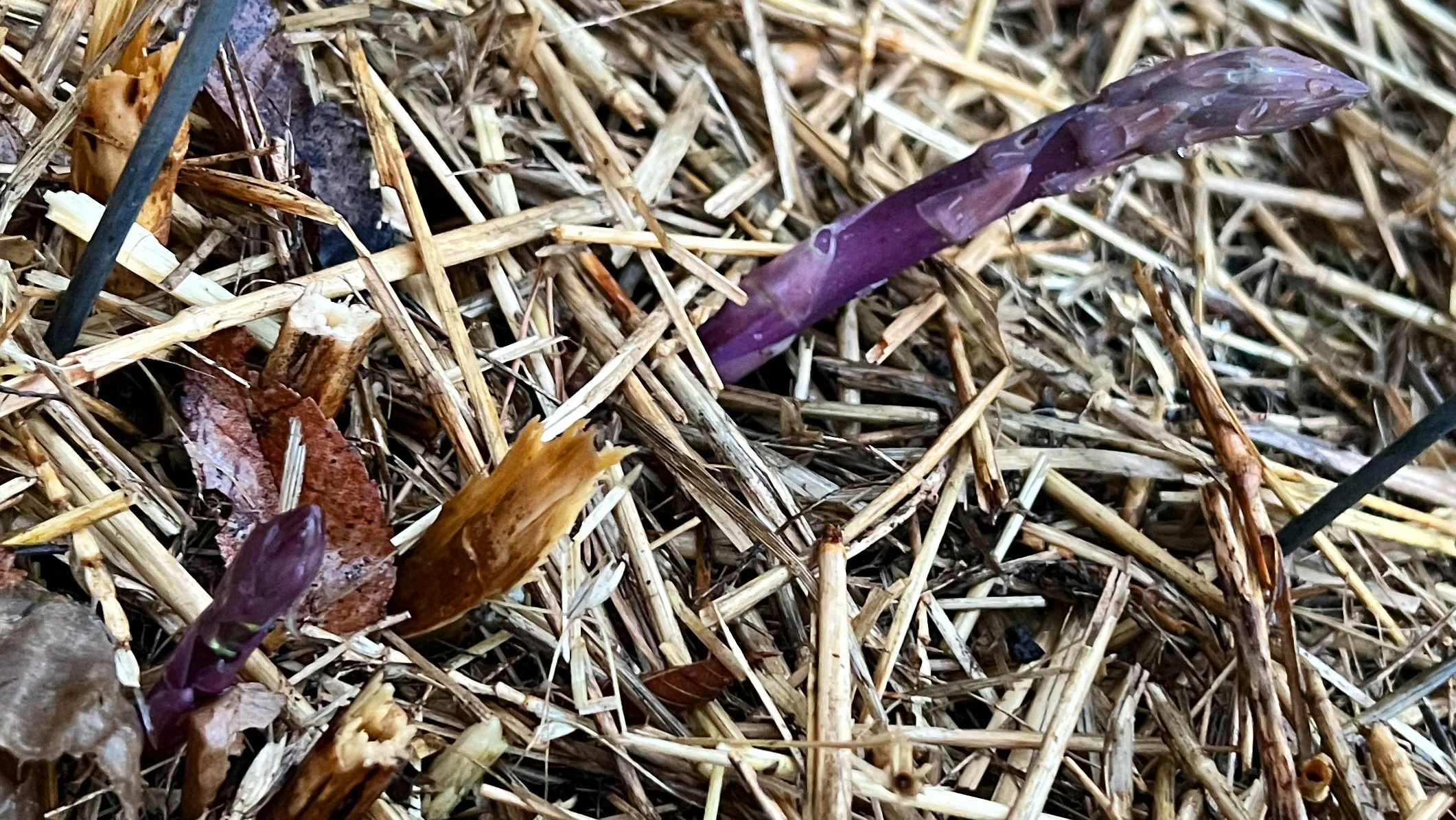First two asparagus spears popped up!