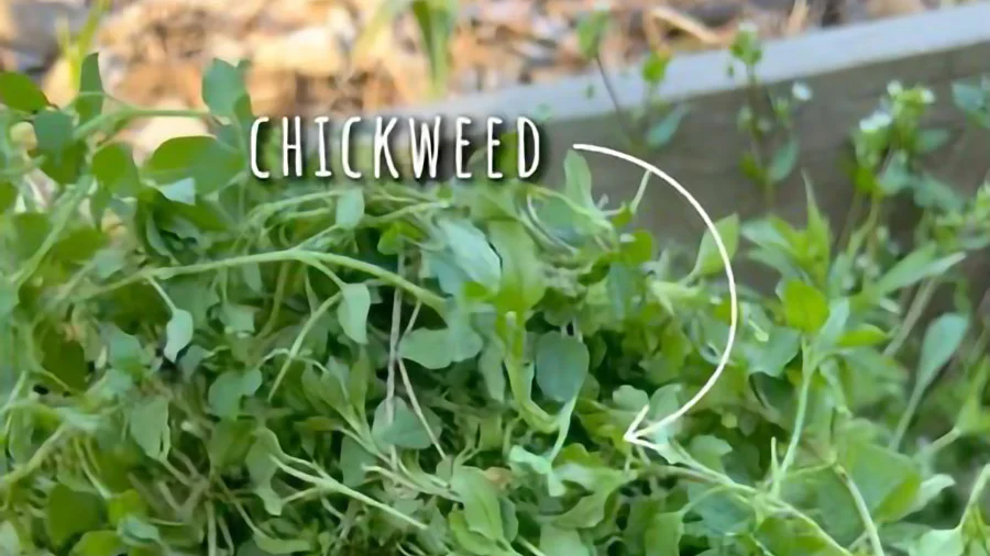 Chickweed: invasive weed or wild food?