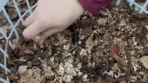 Lil Urban Farm Uses Mushroom Spawn to Make Oyster Mushroom Baskets