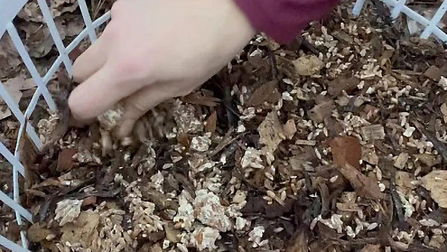 How to Grow Oyster Mushrooms in Laundry Baskets