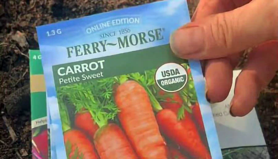 What to Plant Directly Outside Right Now