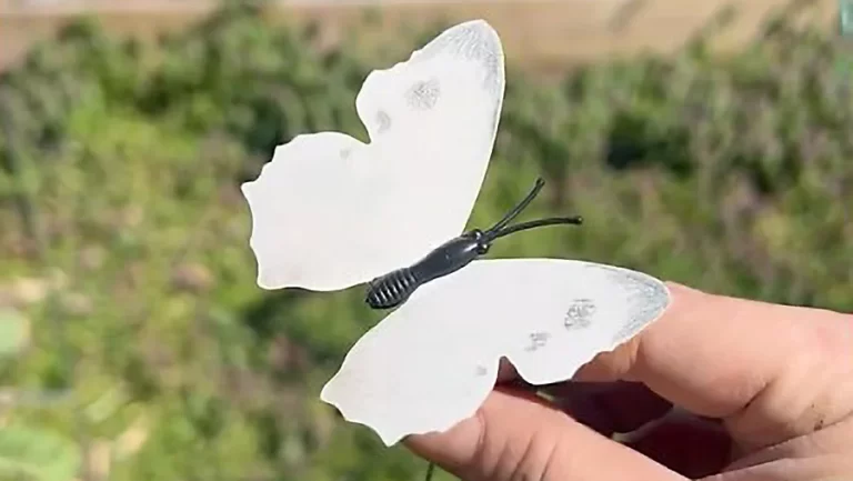 Lil Urban Farm Makes Cabbage Moth Decoys and Add Shade Netting to Gardens to Protect Cabbage