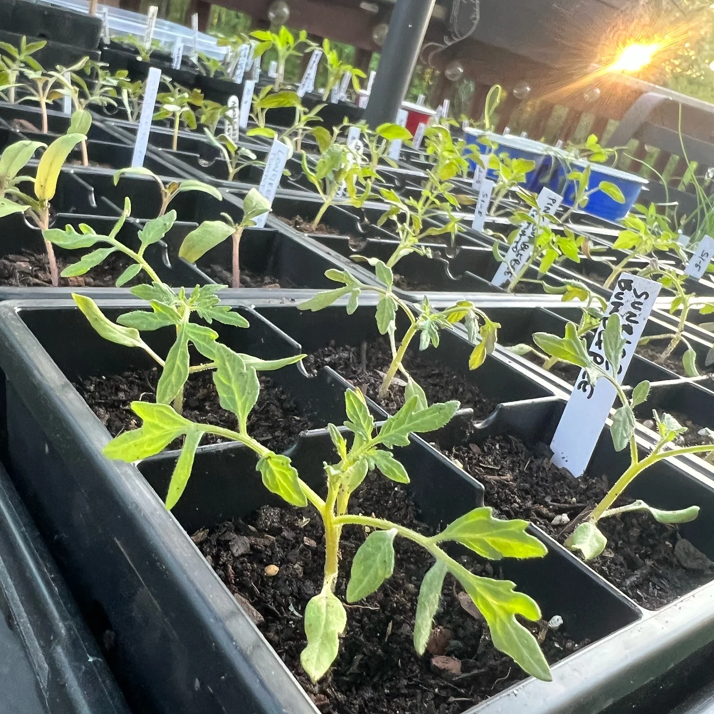 Potting Up Tomato Seedlings
