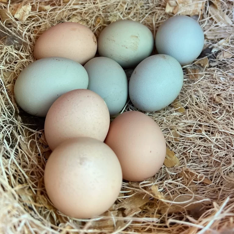 Eggs in the chicken coop at the Lil Urban Farm