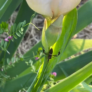 A leaf-footed bug in the early spring gardens at Lil Urban Farm.