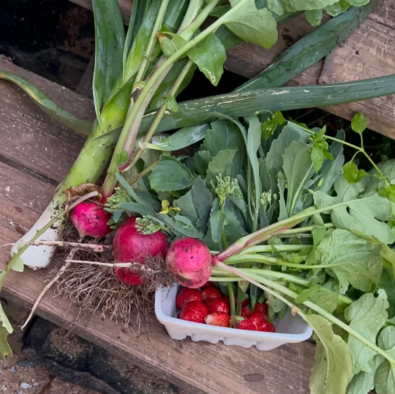 Lil Urban Farm Shares Her Early SPringtim Harvest of Radishes, strawberries, leeks, and collard sprouts.
