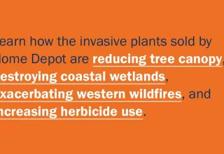 Learn how the invasive plants sold by Home Depot are reducing tree canopy, destroying coastal wetlands, exacerbating western wildfires, and increasing herbicide use.