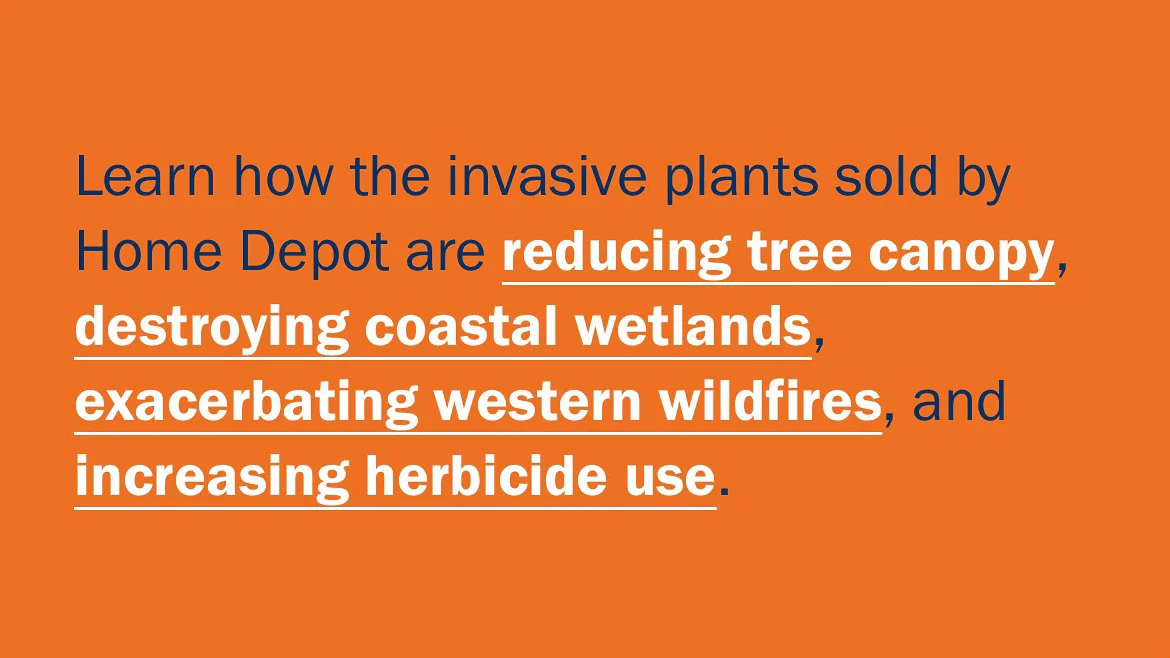 Plant natives. Invasive plants threaten the environment