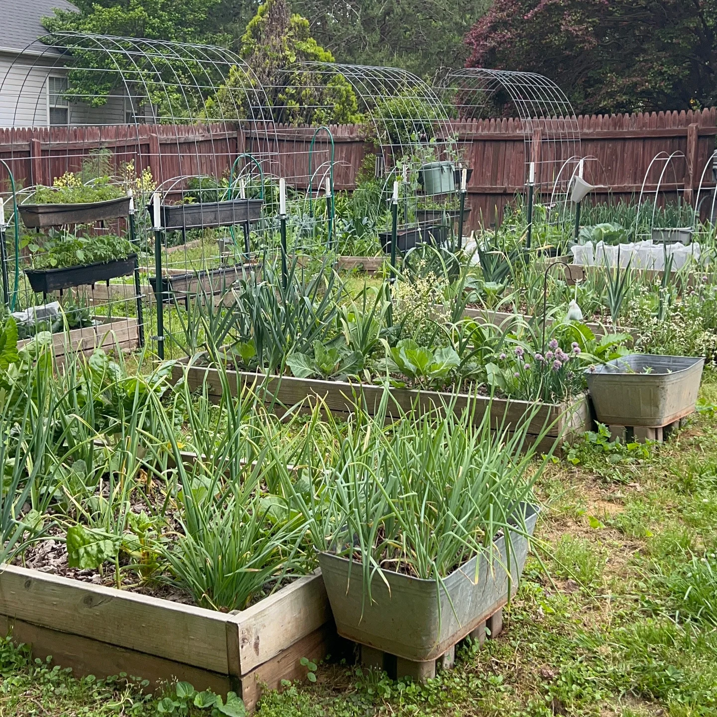 Walk with Me to See What’s Growing in the Gardens