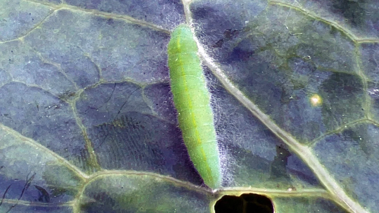 The cabbage worm, which is the caterpillar of the cabbage white butterfly, can be a dangerous pest in your garden.
