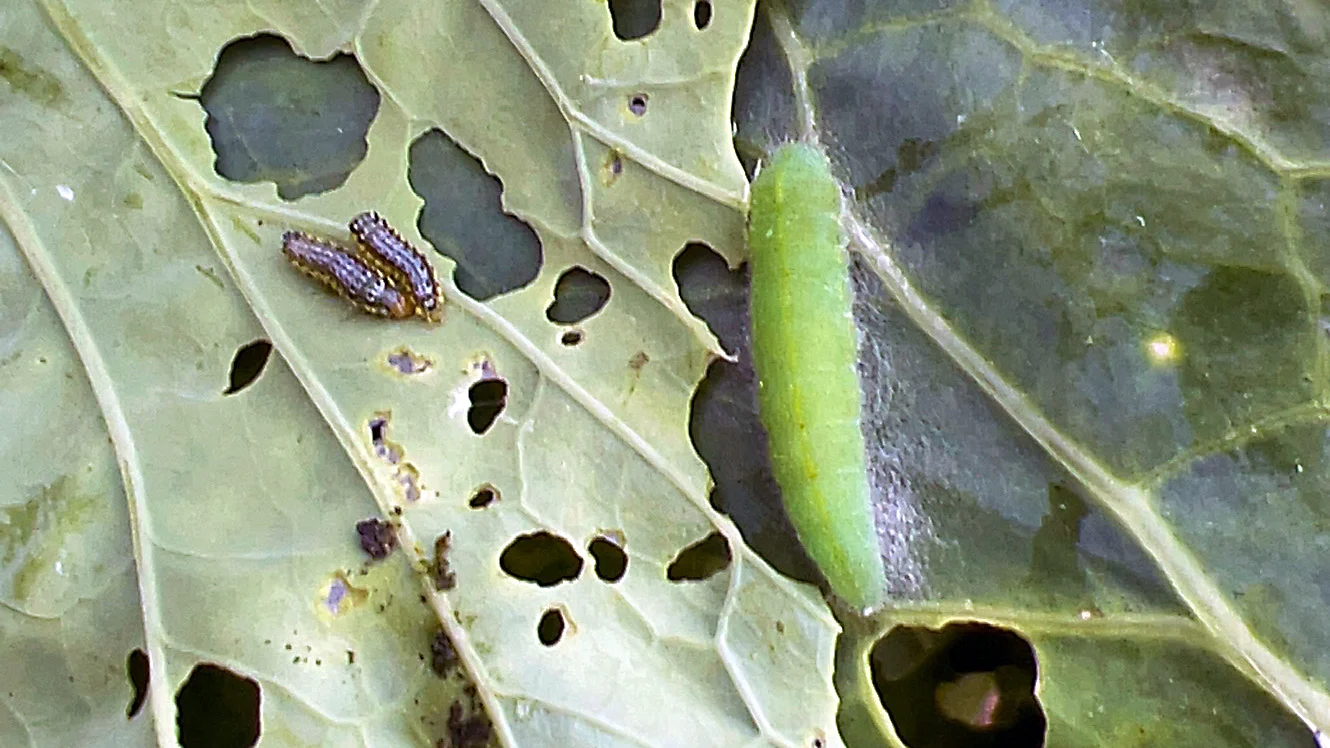 Two Types of Cabbage Worm You Might Encounter