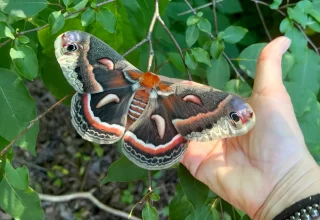 Lil Urban Farm Finds and Releases a Cecropia Moth