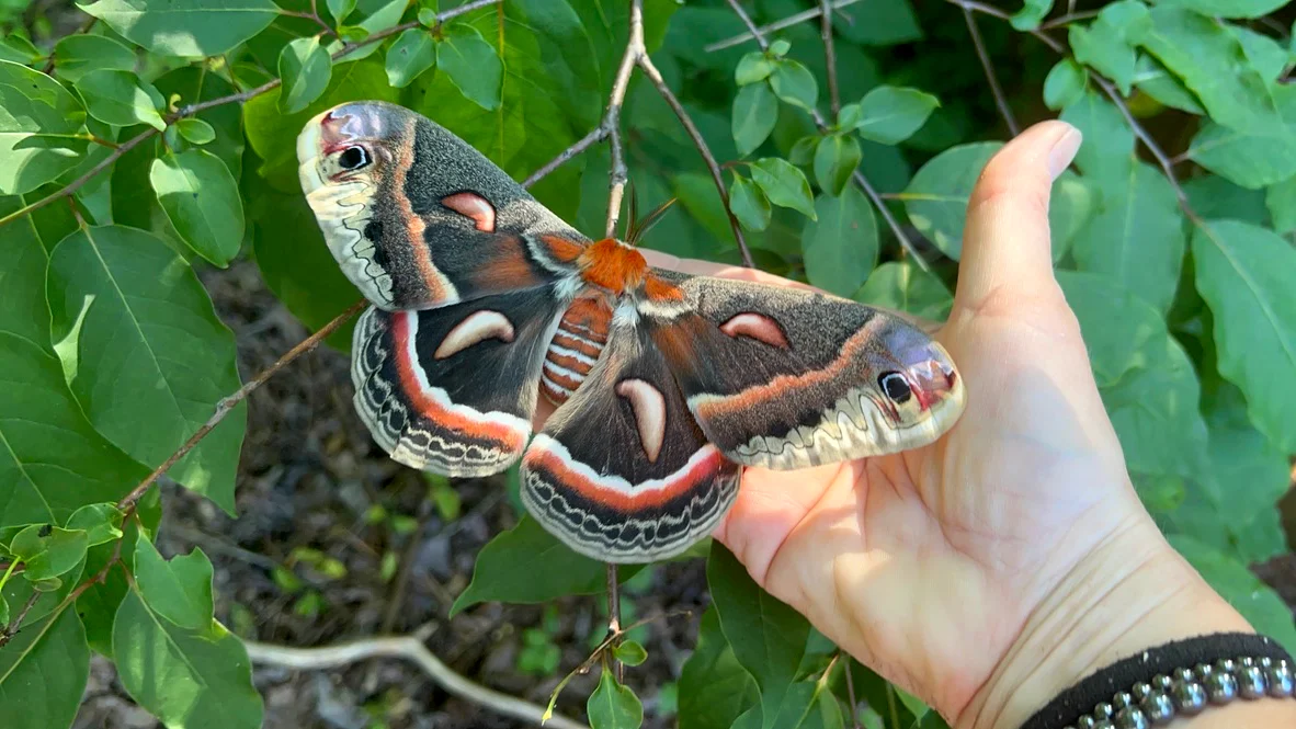 The cocoon hatched! It’s a Cecropia moth—largest moth in America!