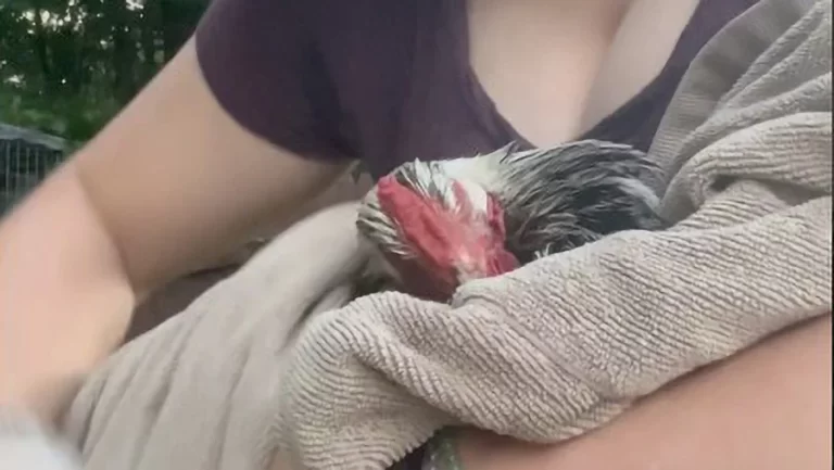 Lil Urban Farm Attempts to Treat and Eggbound Chicken and Finds Unexpected Possible Tumor