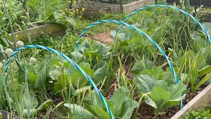 Lil Urban Farm offers some Dollar Store hacks for preventing cabbage worm damage to cabbage and brassica plants.