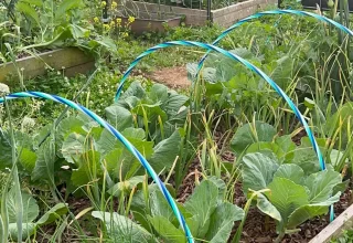 Lil Urban Farm offers some Dollar Store hacks for preventing cabbage worm damage to cabbage and brassica plants.