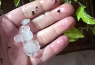 Lil Urban Farm saves tomato seedlings from hail