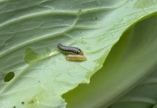 If you find holes in your cabbage leaves, it may be this cabbage worm causing the damage.