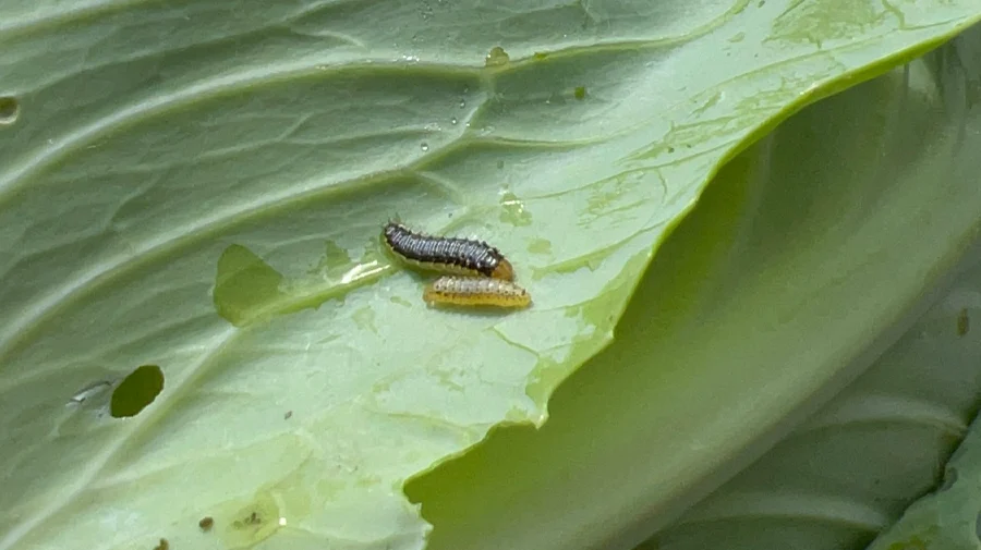 If you find holes in your cabbage leaves, it may be this cabbage worm causing the damage.