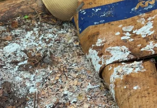Lil Urban Farm check the status of a winecap mushroom growing bed, showing the spreading mycelium.
