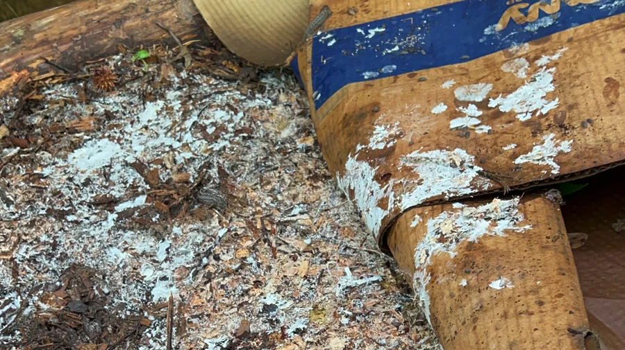 Winecap Mushroom Bed Update
