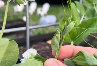 Lil Urban Farm Displays a pea shoot, which you can eat from the pea vines in your garden as a tasty treat.