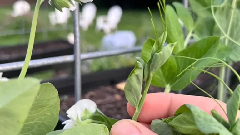 Lil Urban Farm Displays a pea shoot, which you can eat from the pea vines in your garden as a tasty treat.