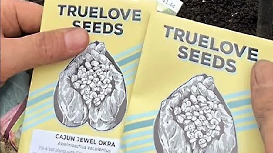 Planting Okra in the New Side Garden Bed