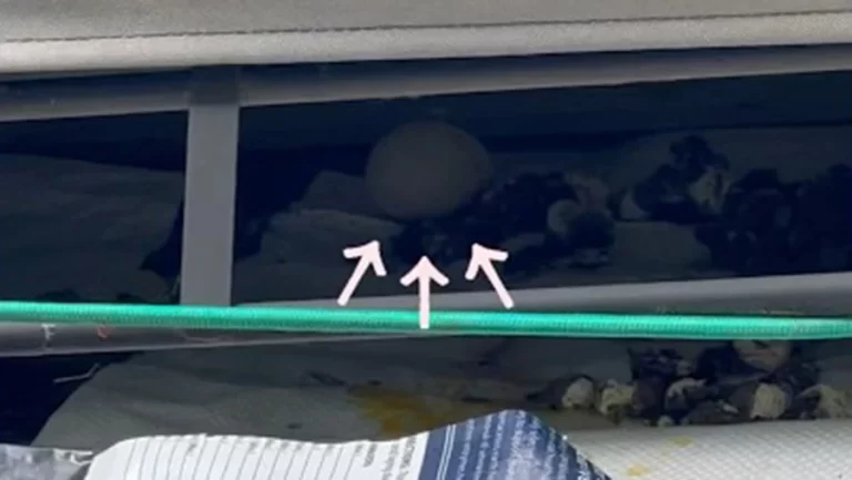 Lil Urban Farm's Chickens are Laying Eggs on the Roof of the Coop