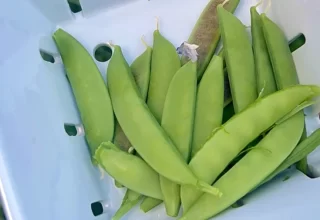 Spring peas have arrived at the Lil Urban Farm.