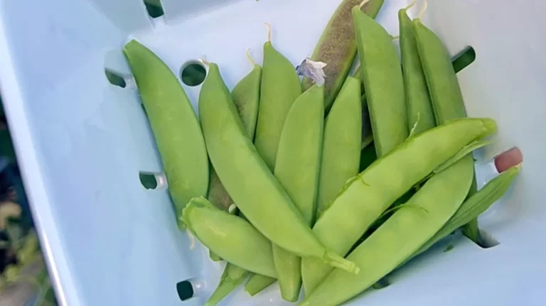 Spring peas have arrived at the Lil Urban Farm.
