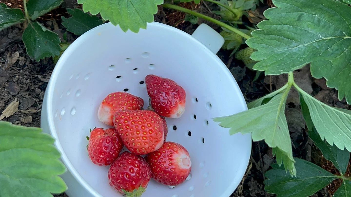 Homegrown Food Tastes Better, Especially Strawberries