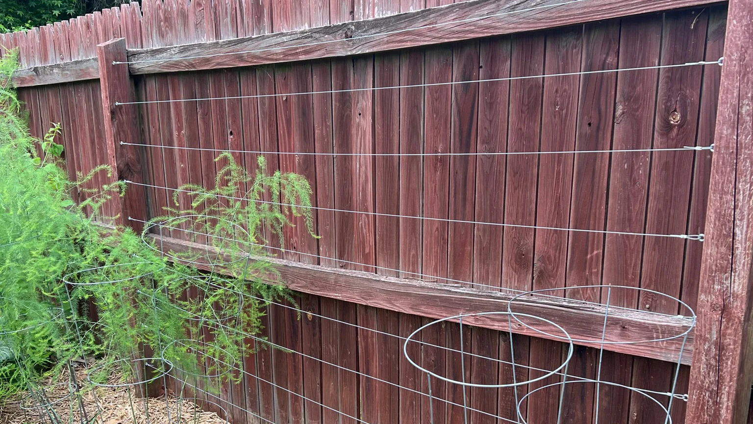 Build a simple wire trellis to grow vertical