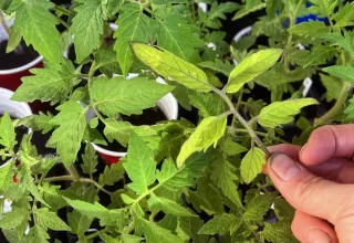 Lil Urban Farm shows yellowing tomato seedling leaves against a backdrop of healthy green seedlings after giving them fish emulsion.