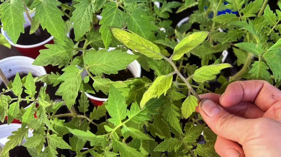 Got yellow tomato seedlings?