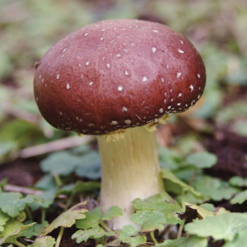 Wine Cap Mushroom