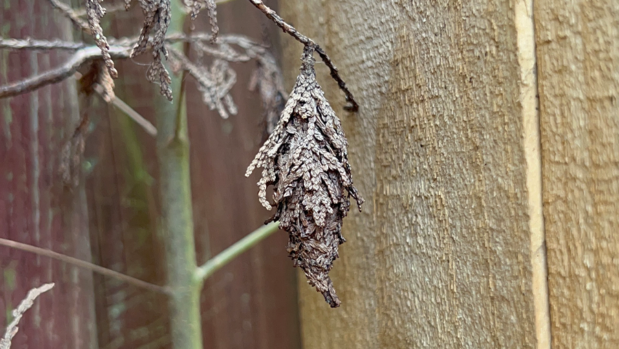 Why I Was Removing Bag Worms