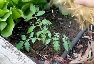 Lil Urban Farm's Simple Guide to Planting Tomato Seedlings for Healthy Plants and Abundant Harvests