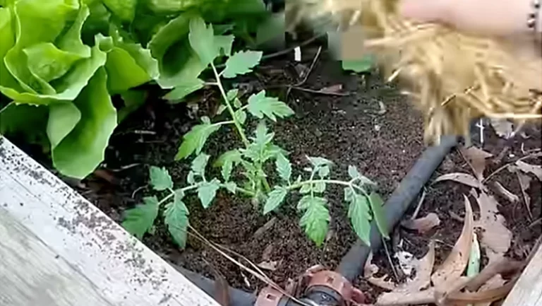 Lil Urban Farm's Simple Guide to Planting Tomato Seedlings for Healthy Plants and Abundant Harvests