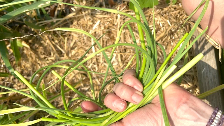 Let’s Pull Garlic Scapes